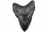 Fossil Megalodon Tooth - Foot Mega Shark! #223927-1